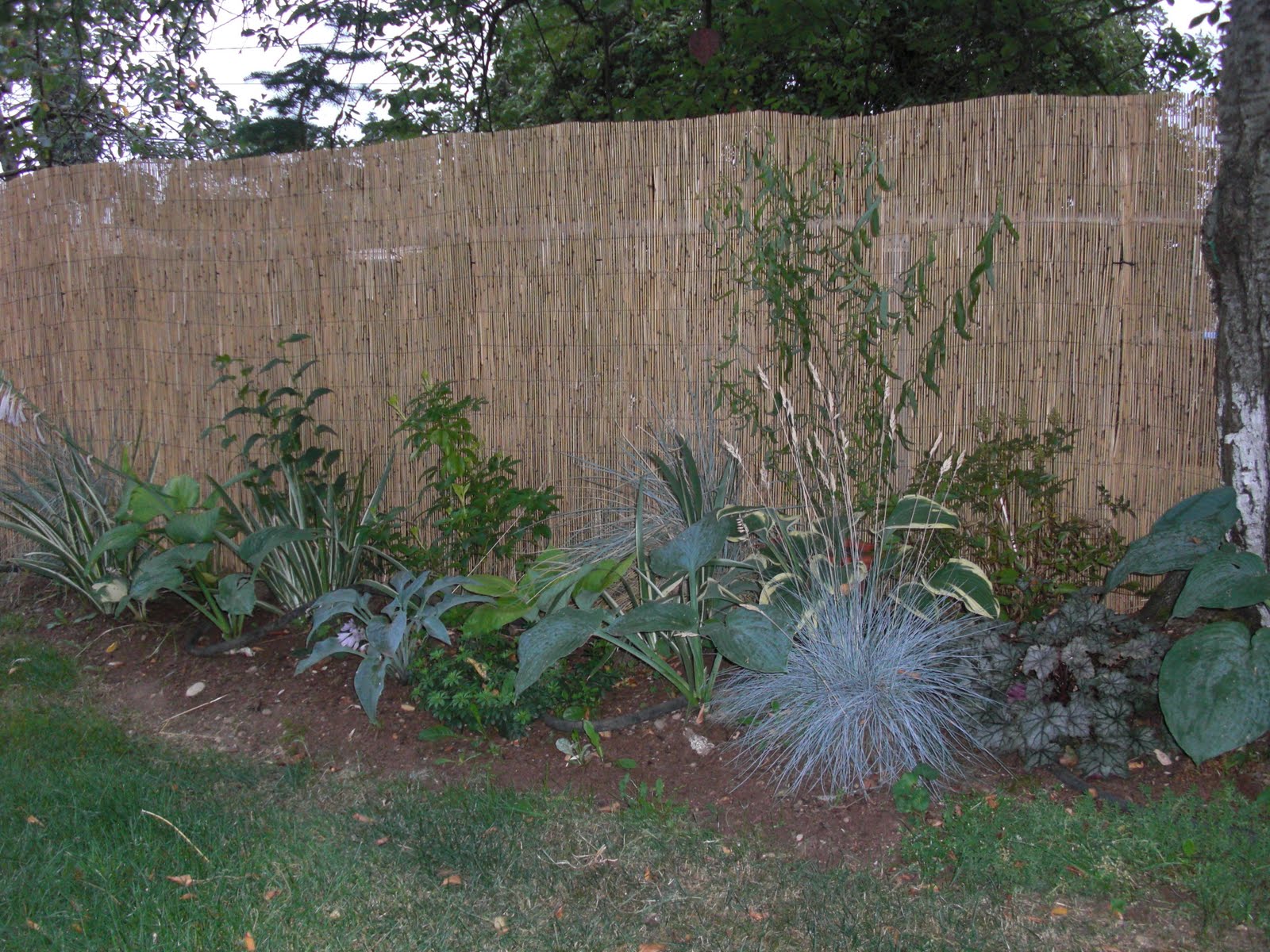 How to Hide an Ugly Fence Guide PRO Tips + Ideas | INSTALL-IT-DIRECT