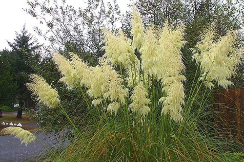 Pampas grass, Drought-tolerant, Ornamental, Invasive