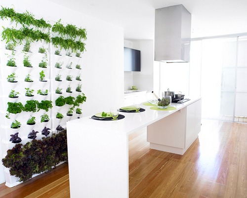 indoor living herb wall