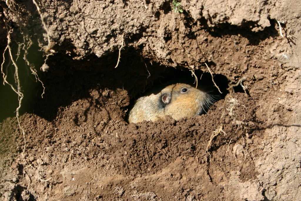 how-to-keep-wildlife-out-of-your-yard-install-it-direct