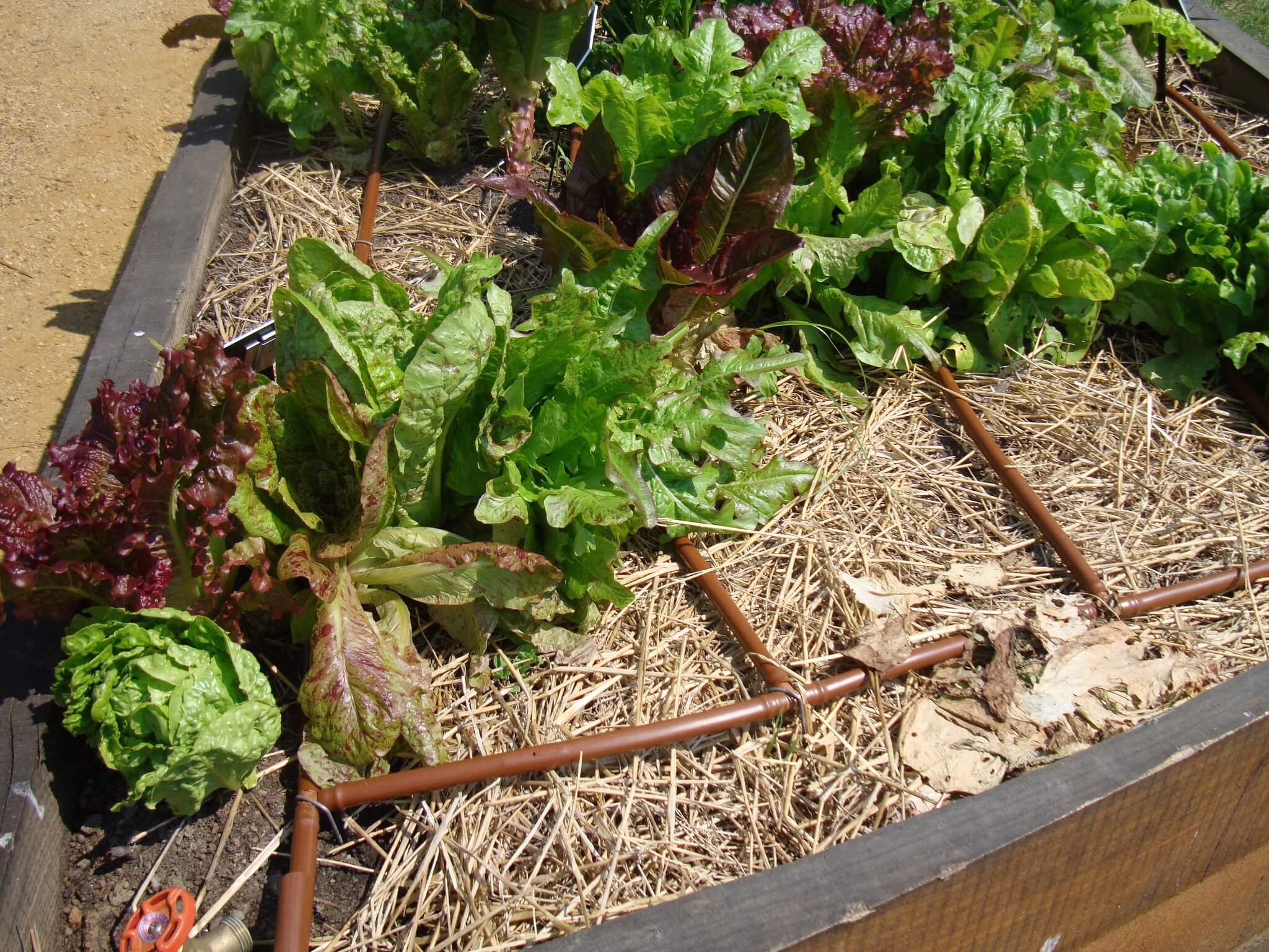 Lettuce growing in a raised garden bed