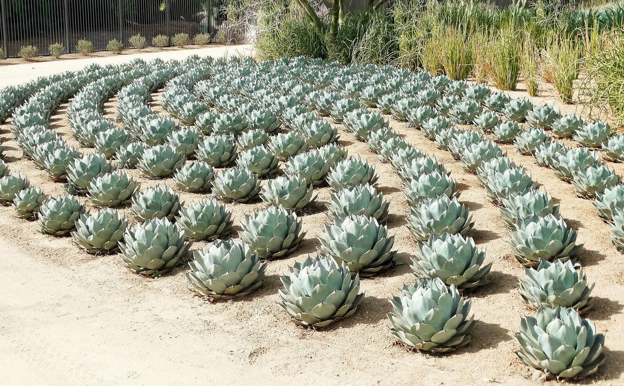 A field of agave plants