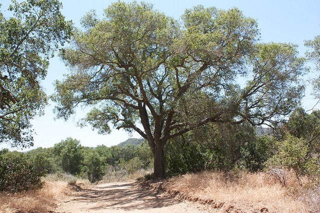 10 Drought-Tolerant Trees for San Diego | INSTALL-IT-DIRECT