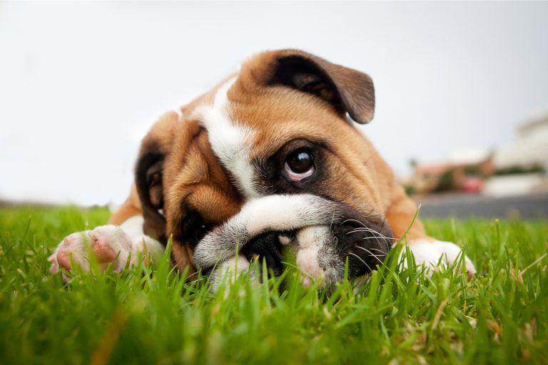 How To Remove Pet Odor / Urine Smell on Artificial Grass? | Install-It