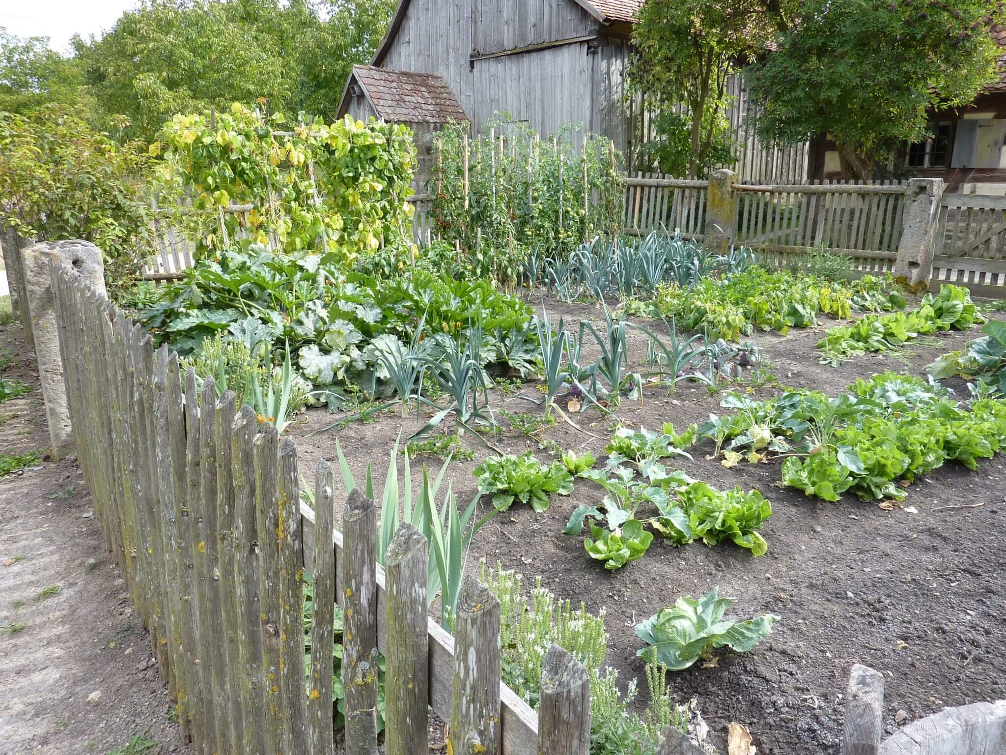 a vegetable garden