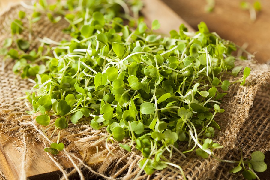 Microgreens Guide: How To Grow Them + PRO Tips | Install-It-Direct