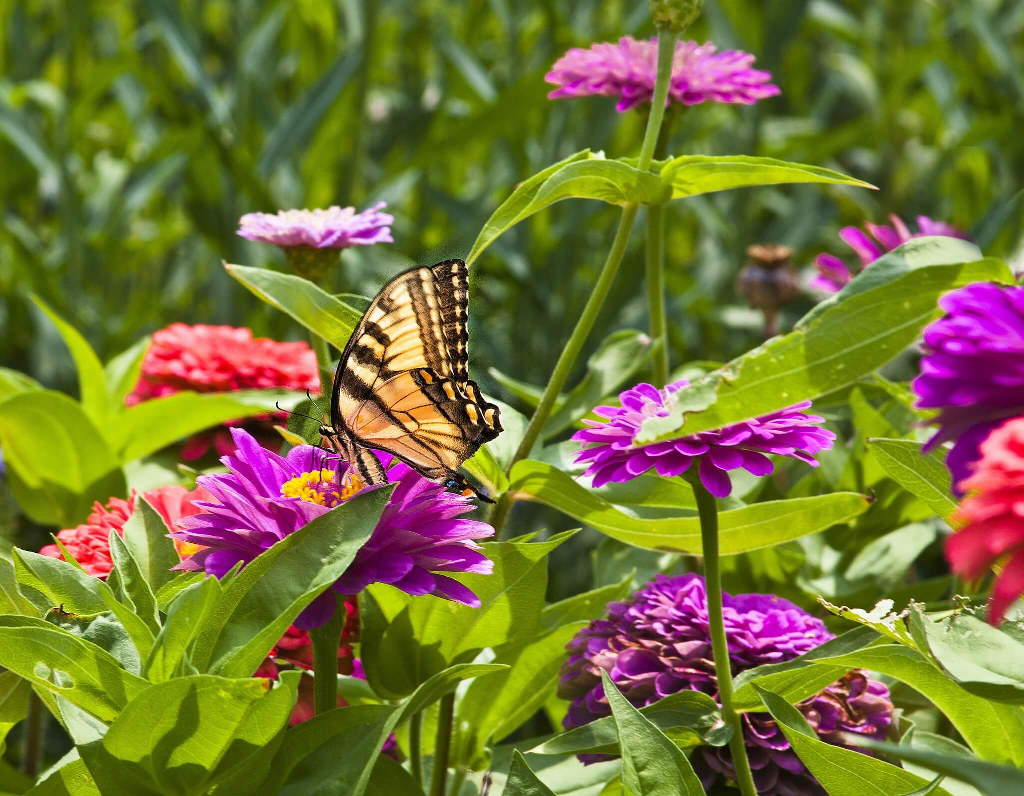 cutting garden