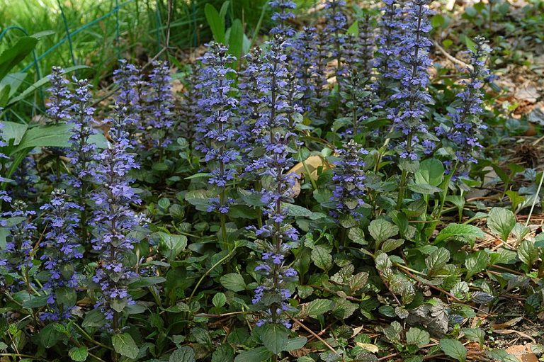 9 Drought-Tolerant Ground Covers for Shade | Install-It-Direct