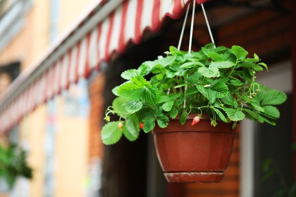 7 Fruits & Vegetables to Grow in Your Hanging Garden (Ideas + Tips