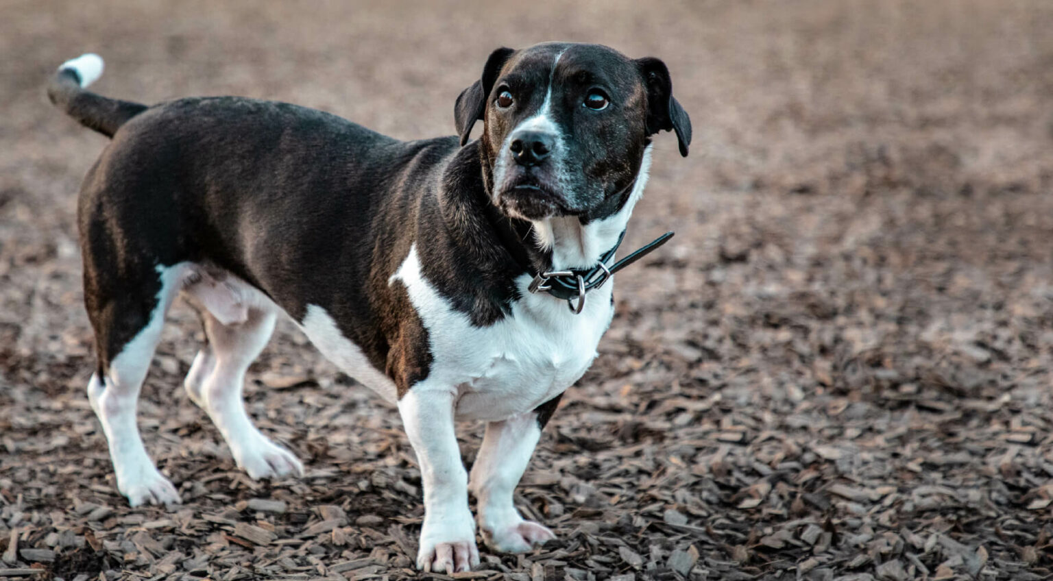 Dog-Friendly Ground Cover & Alternatives for Grass