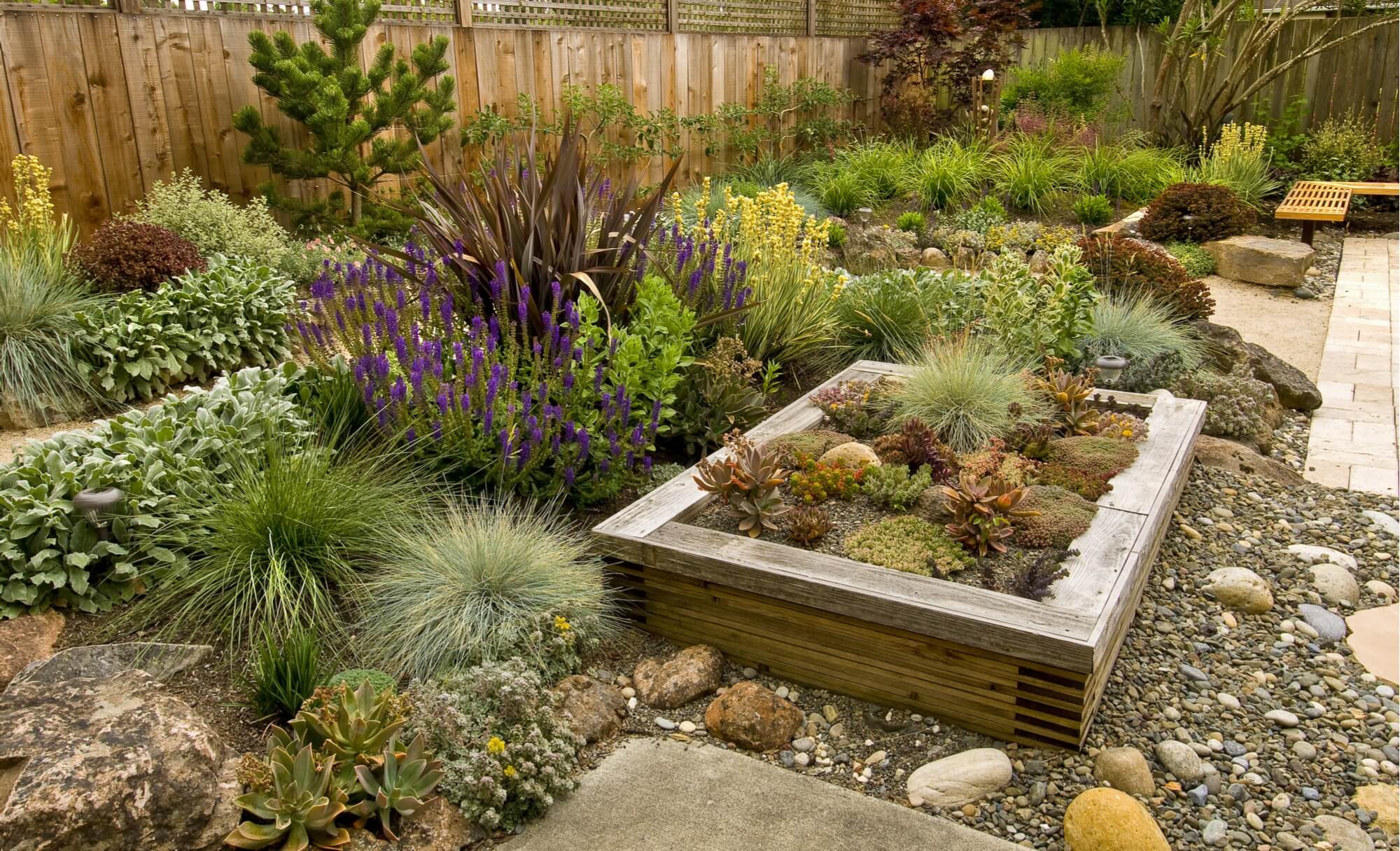 A drought-tolerant garden