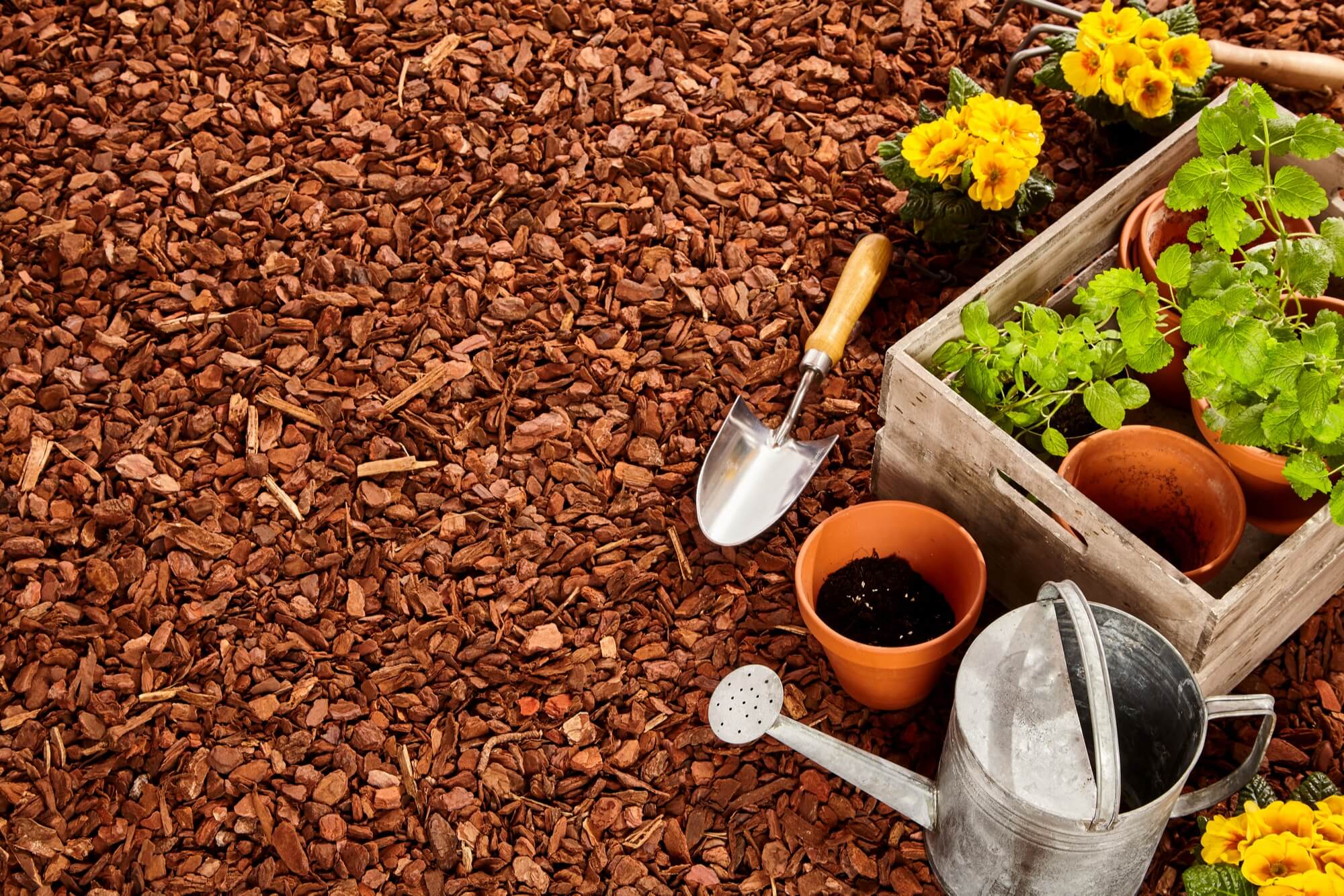 a watering can, pots, and a shovel on a bed of brown mulch