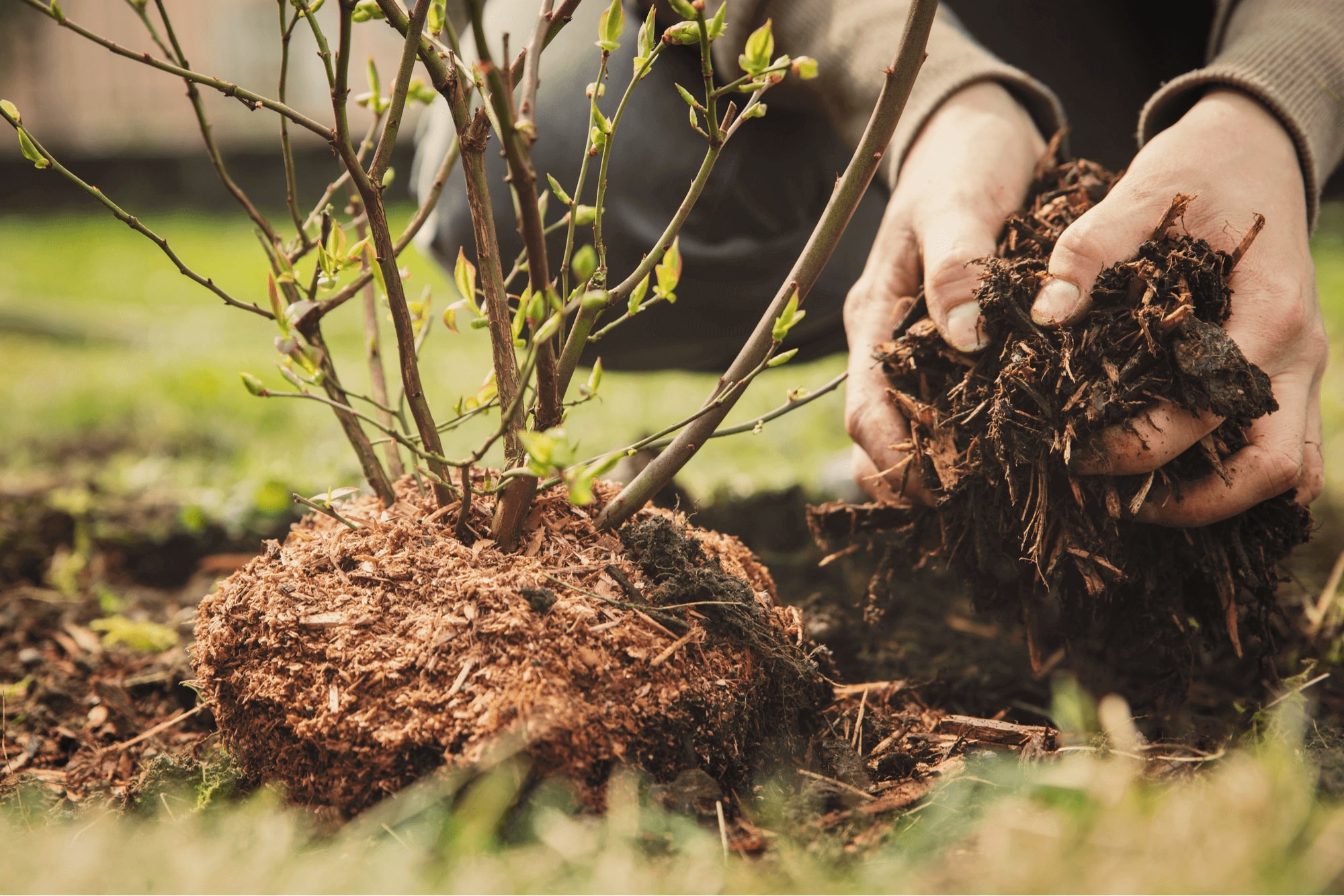 Someone mulching a plant