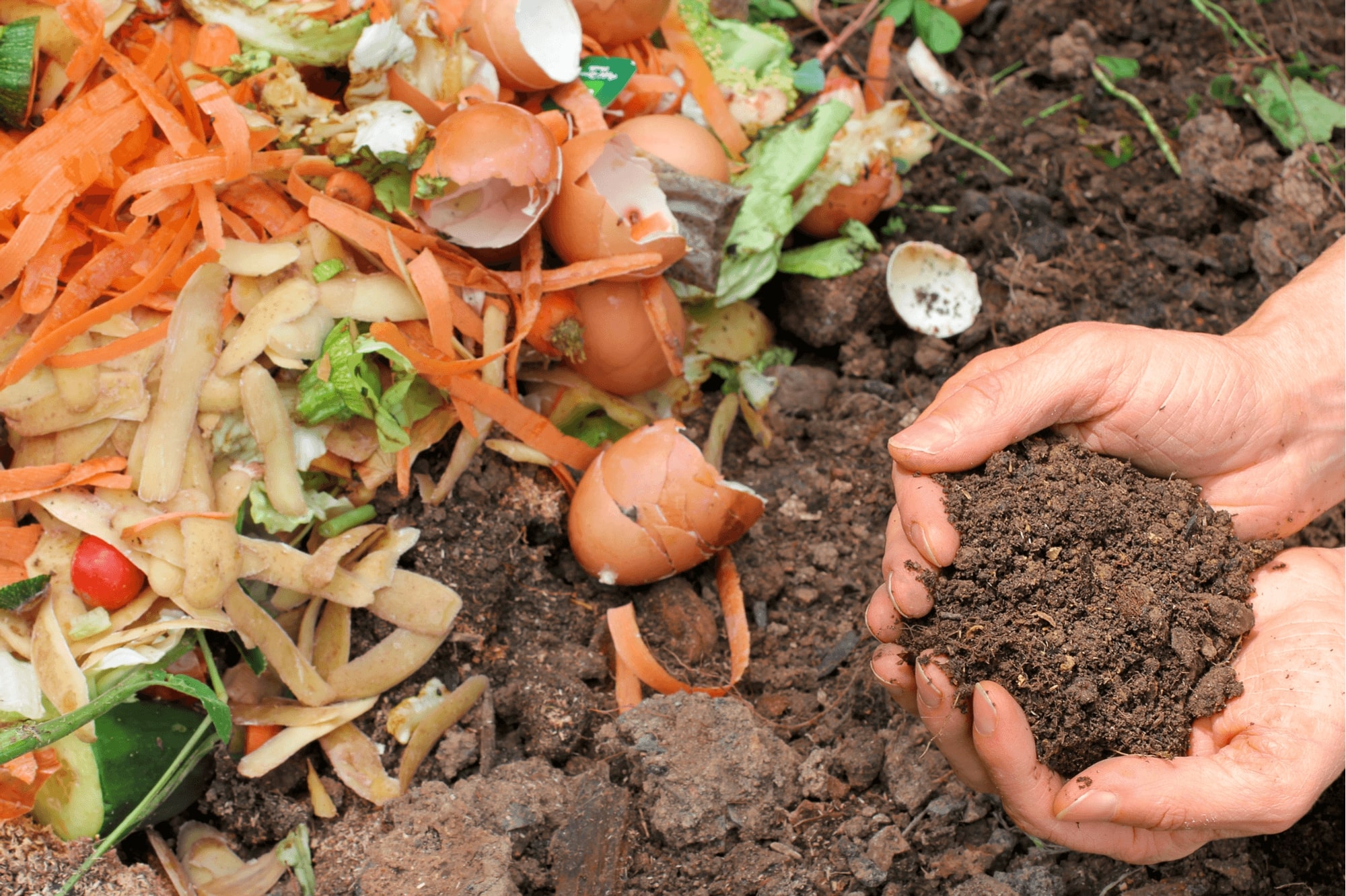 A person holding compost in their hands