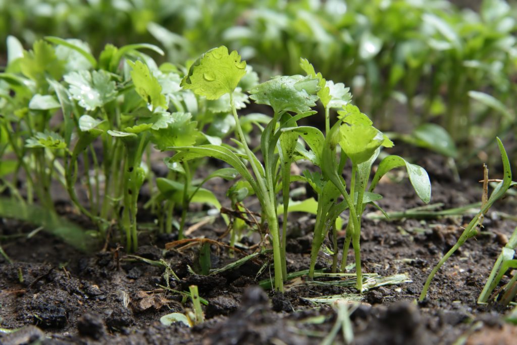 cilantro seedlings falling over