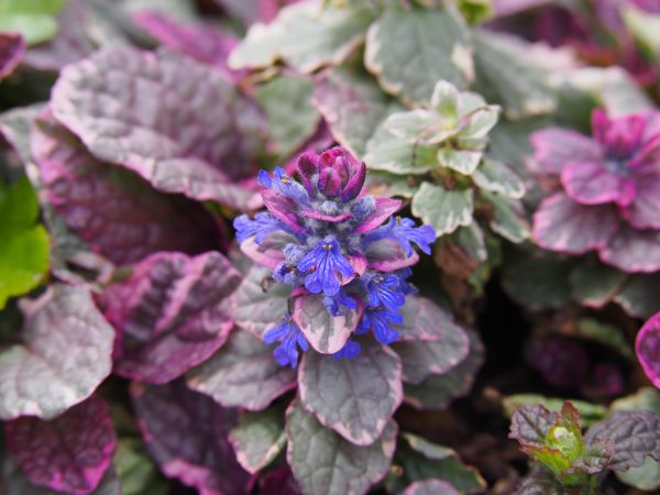 20 Of The Best Plants For Winter 