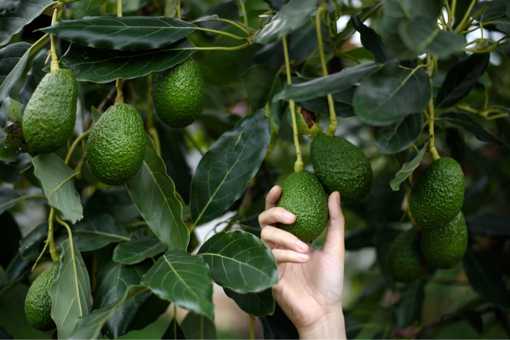 How to Plant and Grow an Avocado Tree | INSTALL-IT-DIRECT