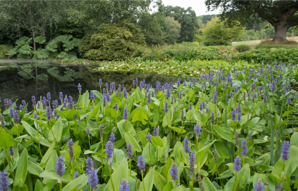 Guide To Pond Plants Install It Direct