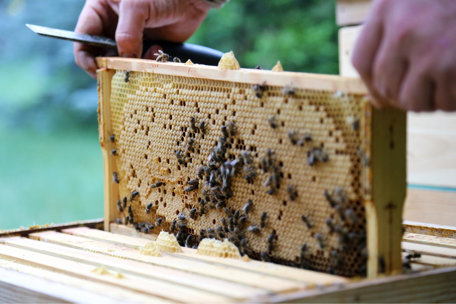 How To Start A Backyard Beehive - INSTALL-IT-DIRECT