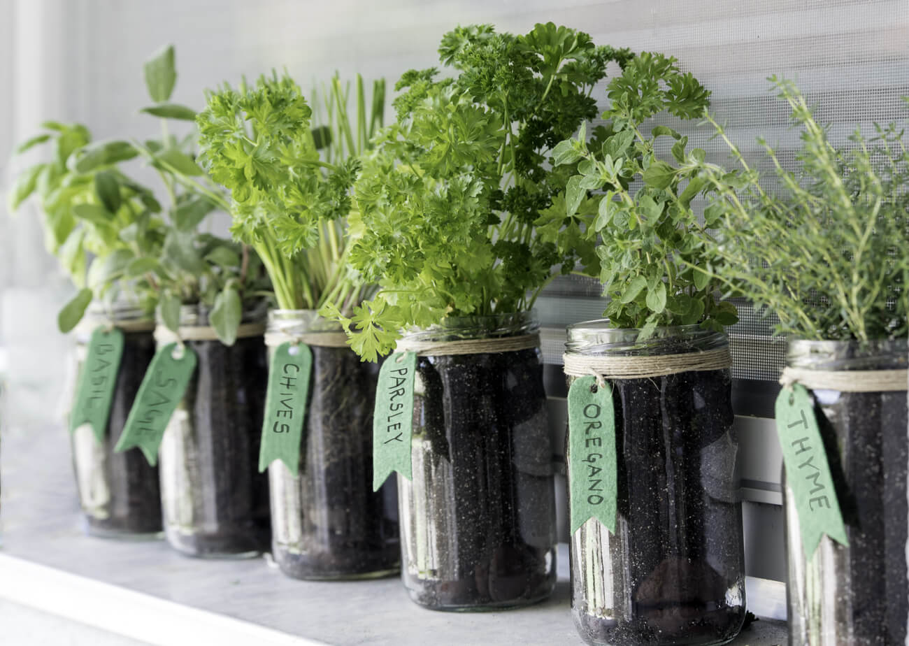 A collection of herbs, including chives, parsley, oregano, and thyme