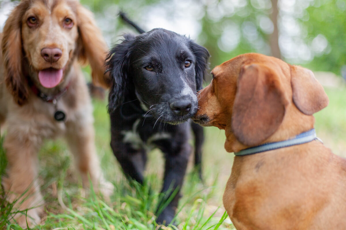 Three dogs playing together in a grassy field