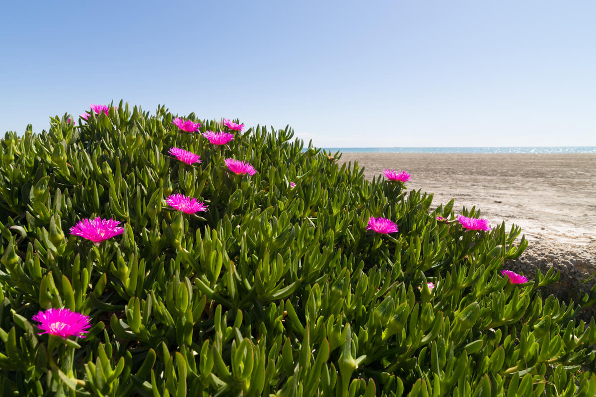 Pink Ice Plant flowers 