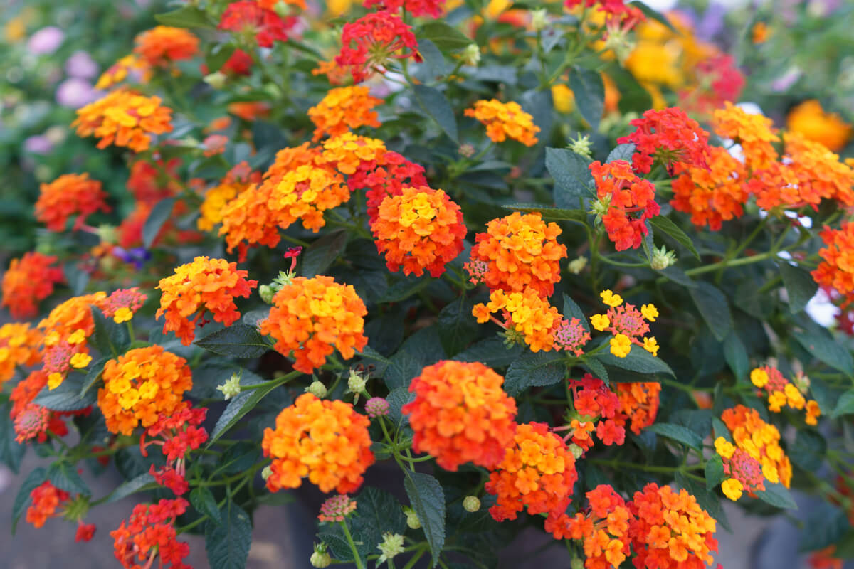 A vibrant display of orange and yellow Lantana flowers