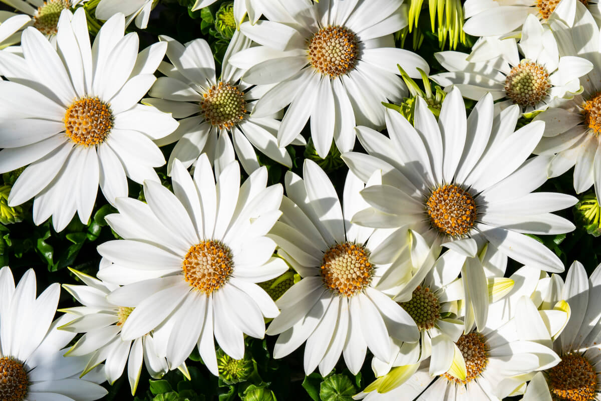 A cluster of white daisies