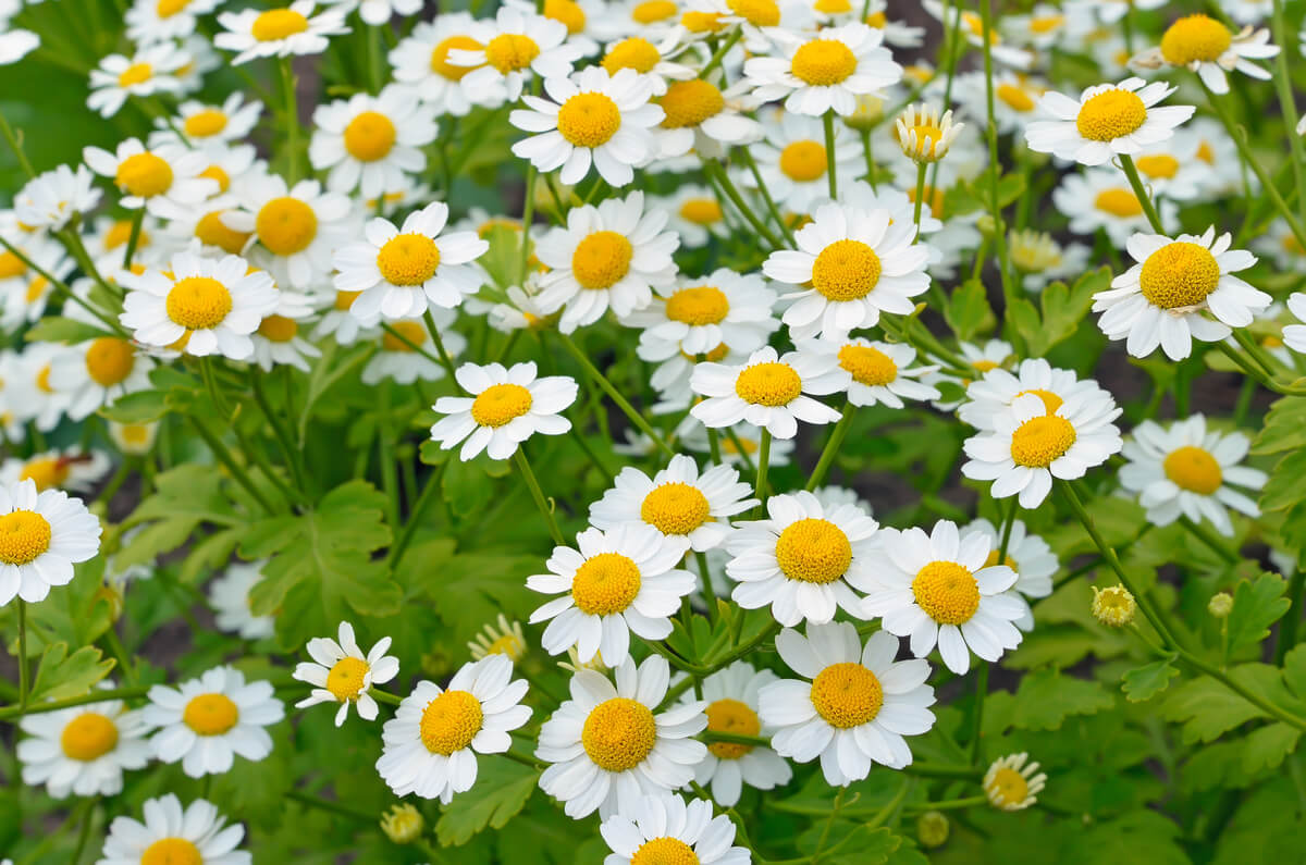 A field of white feverfew flowers