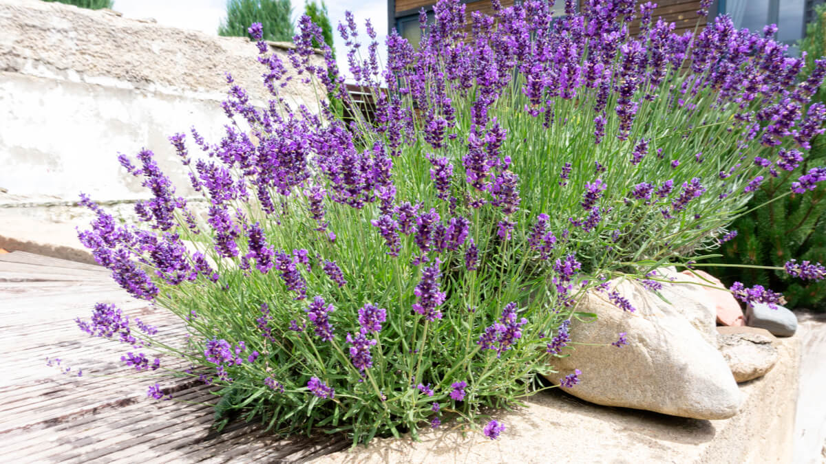 A lavender plant with purple flowers