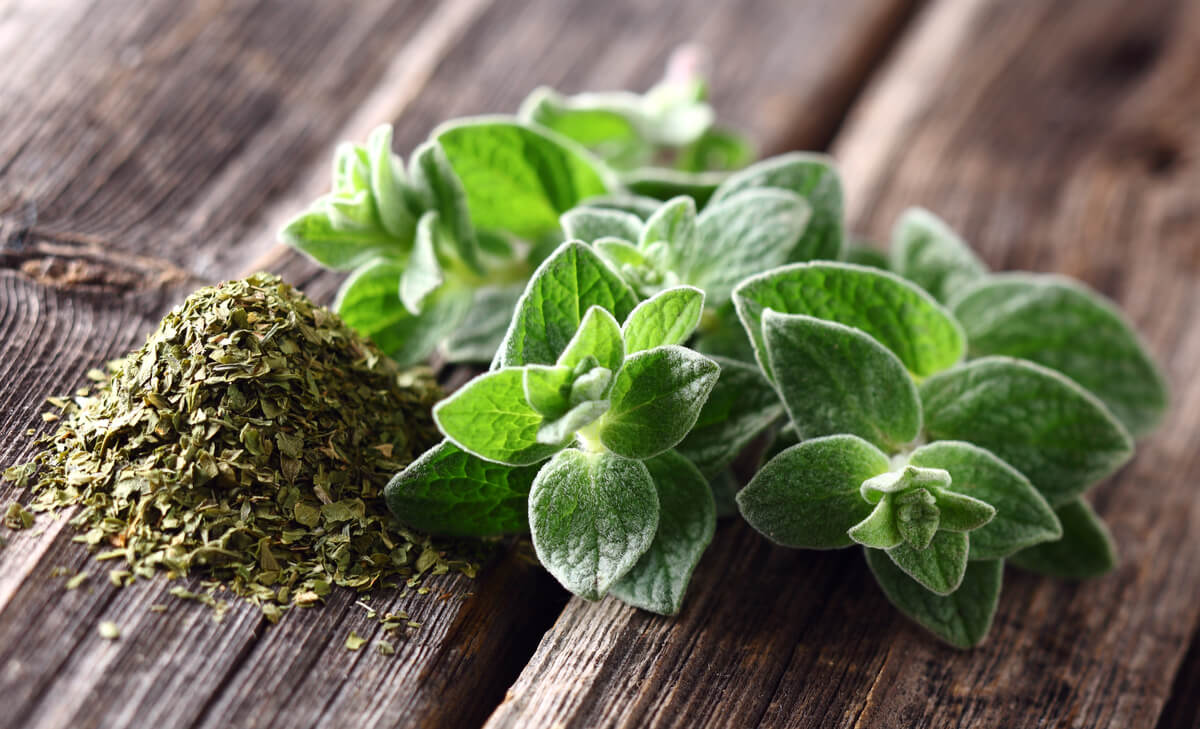 Fresh oregano sprigs and dried oregano leaves