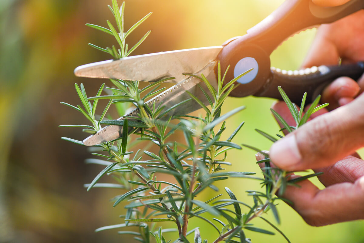 a rosemary plant