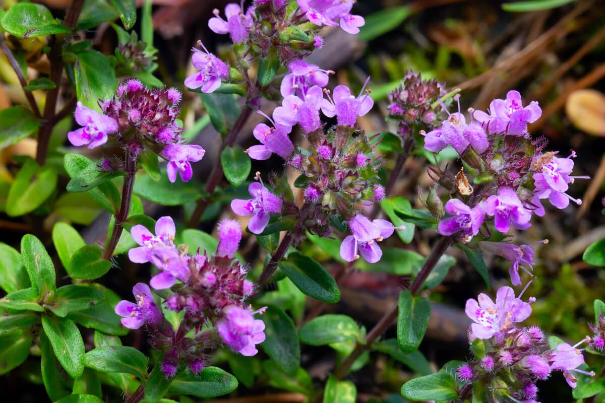 Purple Thyme flowers