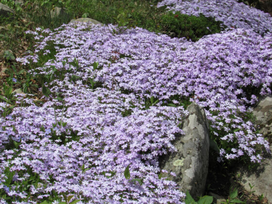 13 Low-Maintenance Ground Cover Plants - INSTALL-IT-DIRECT