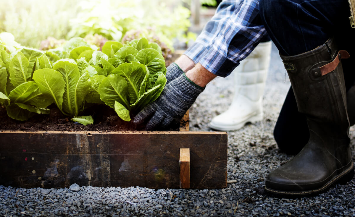 a garden bed filled with lettuce