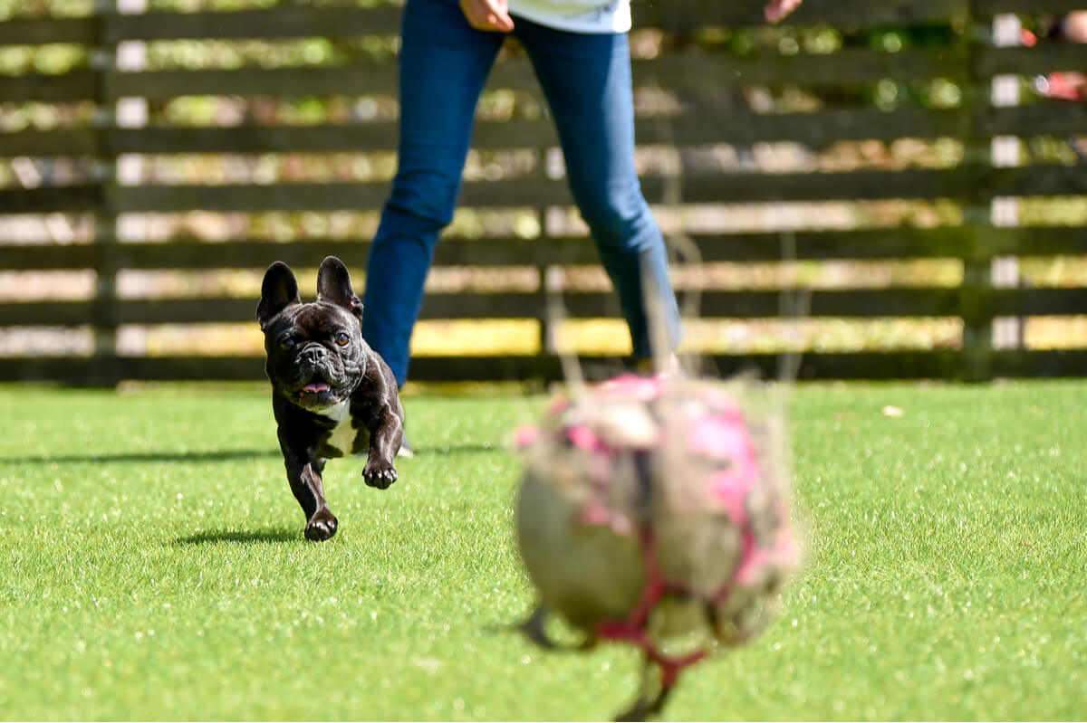 a puppy running on a artificial grass