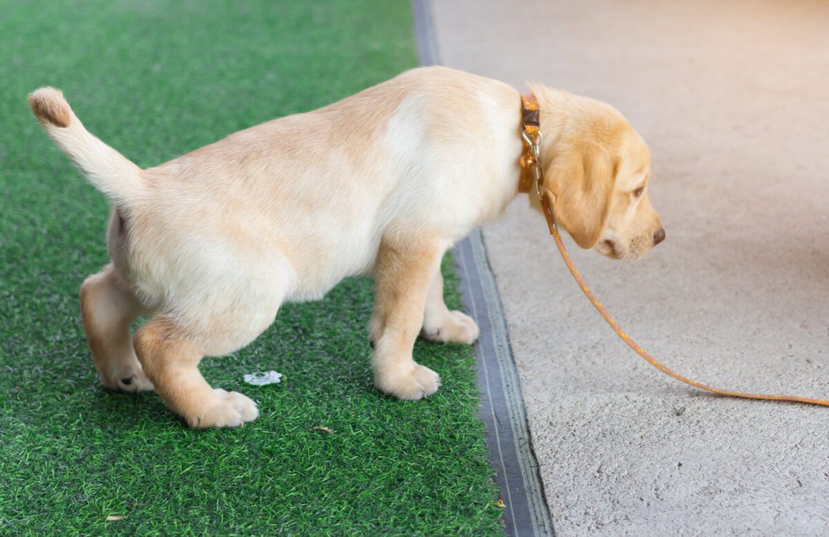 A puppy urinating on artificial grass.