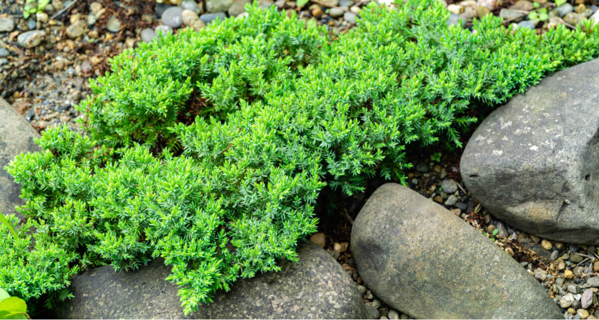 A green juniper shrub