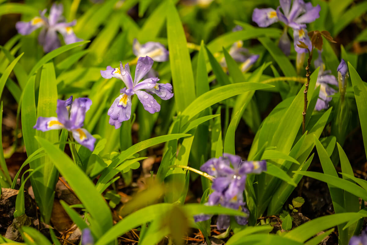 A cluster of delicate purple irises