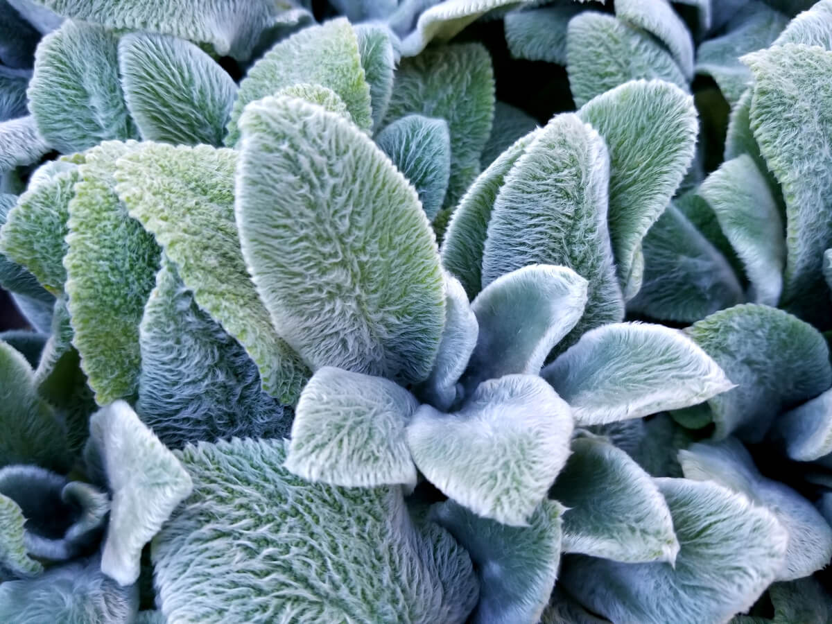 Lamb's Ear leaves