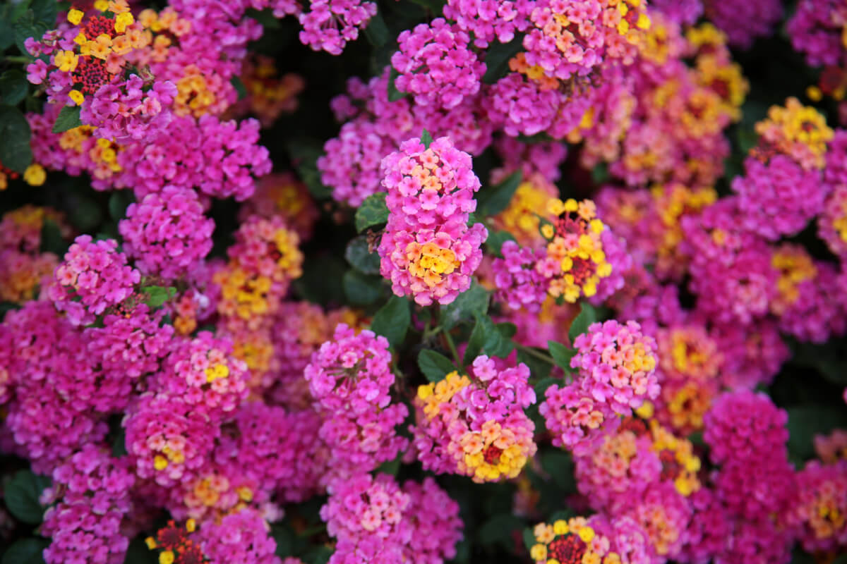 pink and yellow Lantana flowers