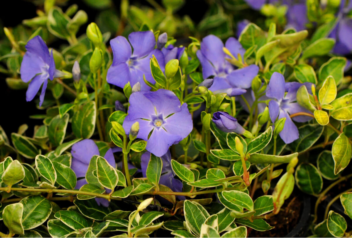 Blue Periwinkle flowers