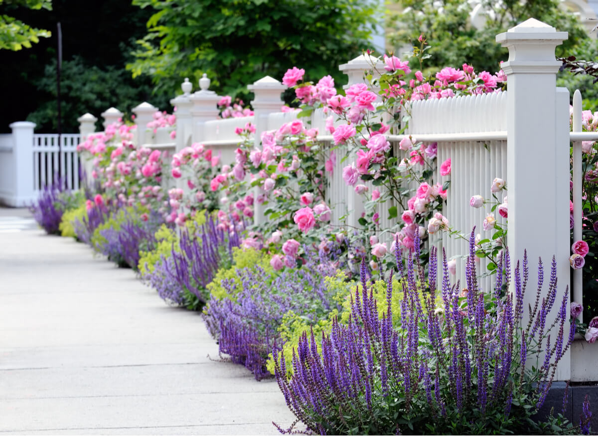 A white picket fence lined with pink roses and purple flowers