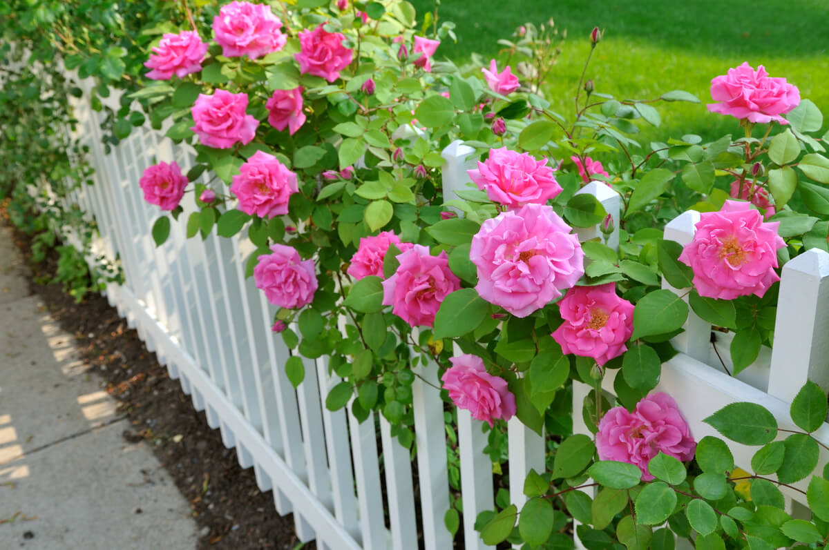 A white picket fence covered in pink roses.