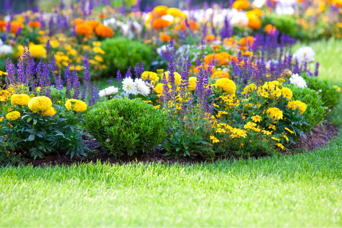 a landscape design featuring a mixed border of flowering plants