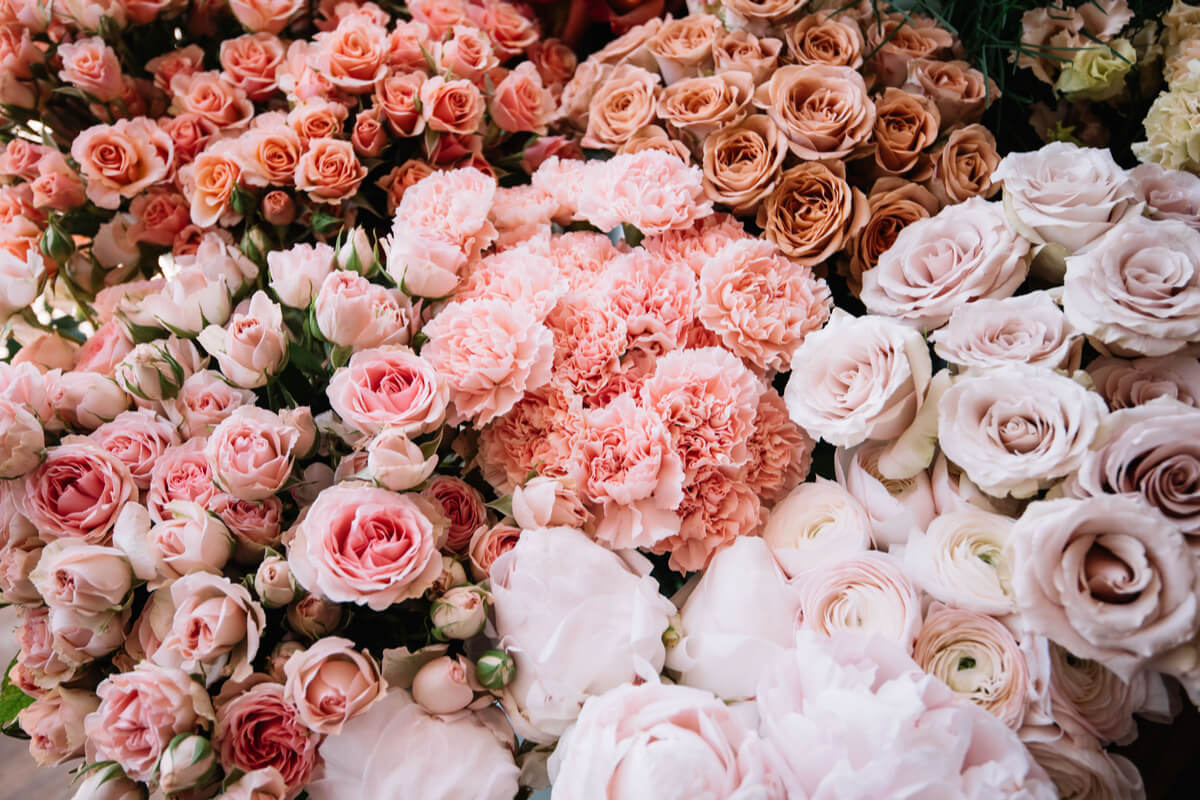 A variety of pink flowers